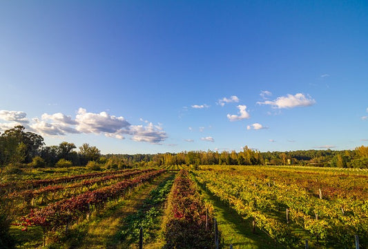 O co chodzi z Vinho Verde
