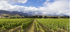 Wina Ekologiczne i Naturalne - Przyszłość Winiarstwa